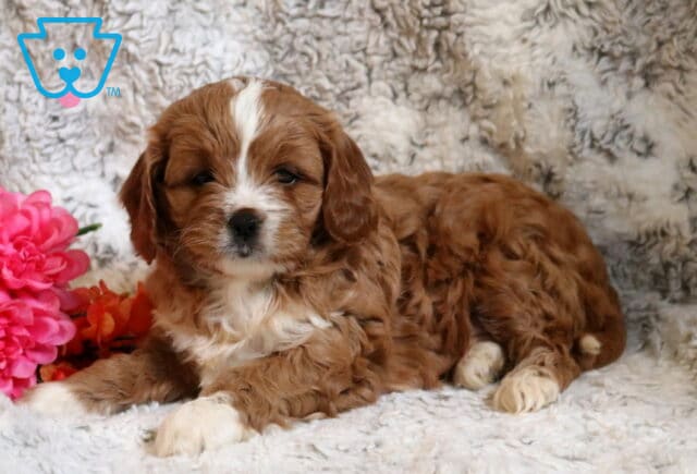 Piper Cavapoo2 image