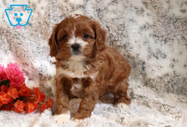 Pixie Cavapoo image