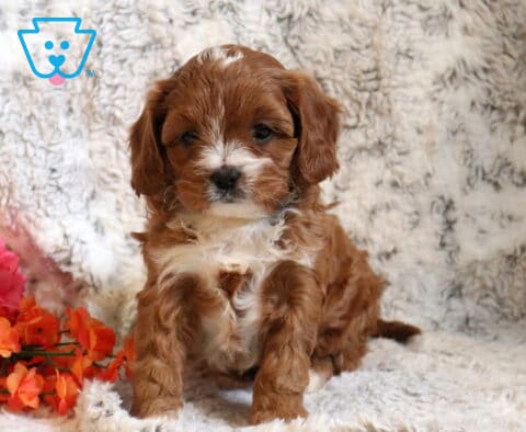Pixie Cavapoo2