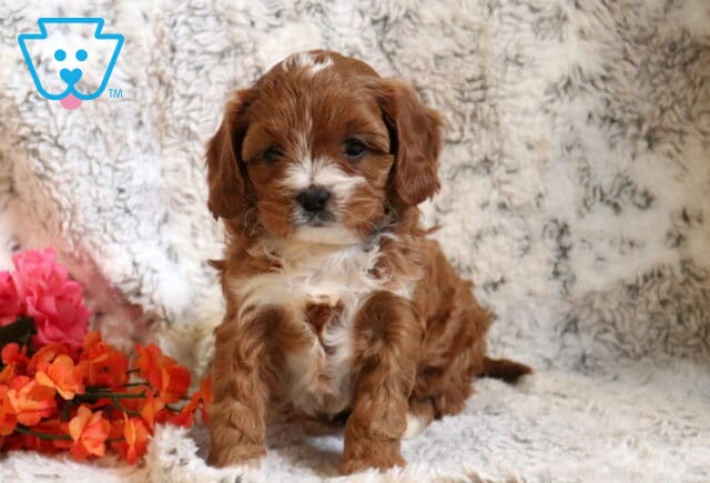 Pixie Cavapoo2 image