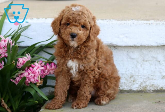 Pluto Mini Poodle image