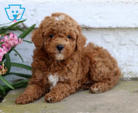 Pluto Mini Poodle2