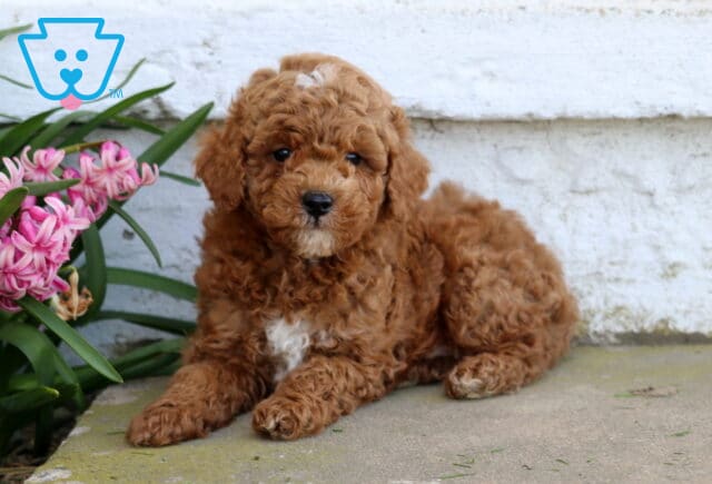 Pluto Mini Poodle2 image