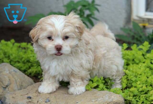 Pooch Mal-Shi2 image