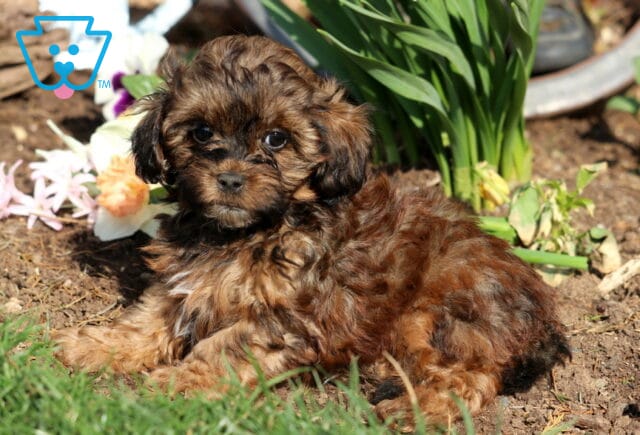 Pooch Shihpoo2 image