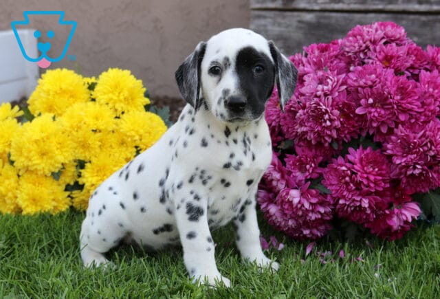 Pooh Dalmatian image