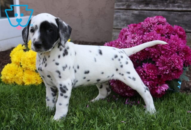 Pooh Dalmatian2 image