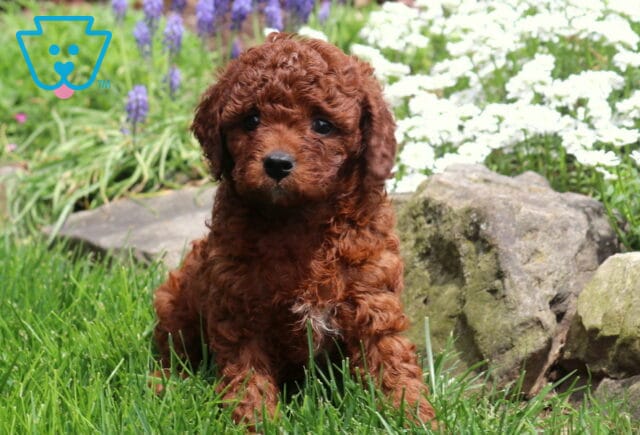 Precious Cavapoo image