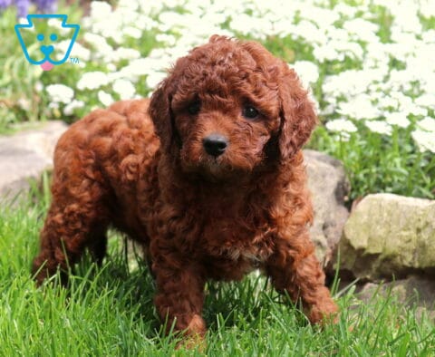 Precious Cavapoo2