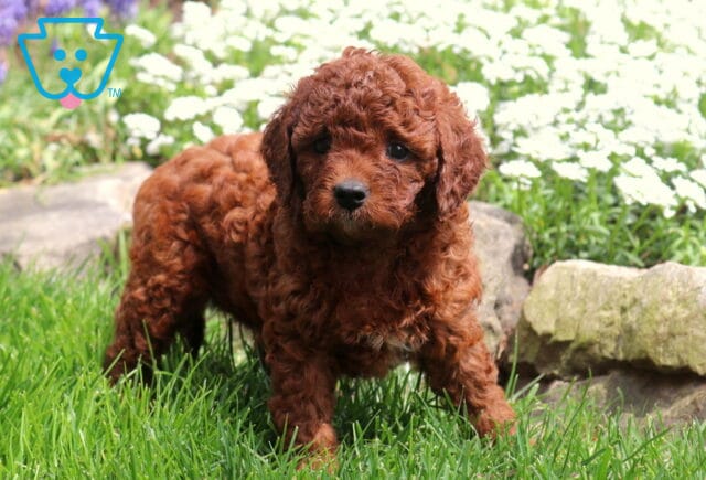 Precious Cavapoo2 image