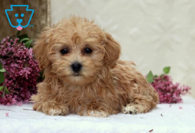 Precious Havapoo image