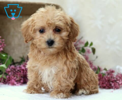 Precious Havapoo2