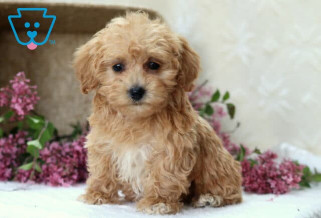 Precious Havapoo2 image