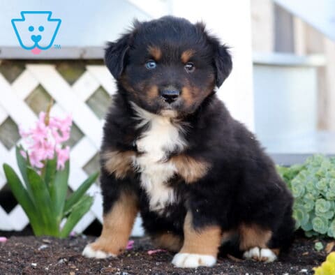 Prince Mini Aust Shepherd