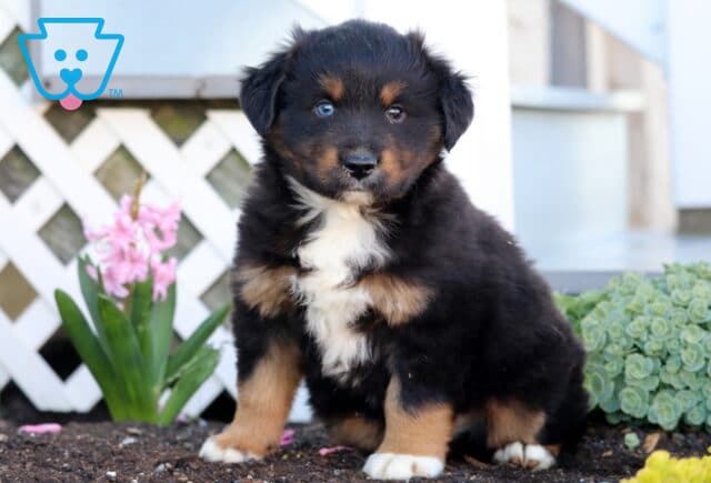 Prince Mini Aust Shepherd image