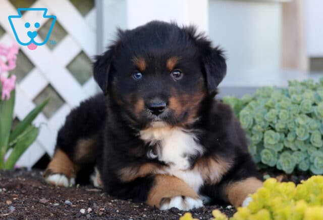 Prince Mini Aust Shepherd2 image