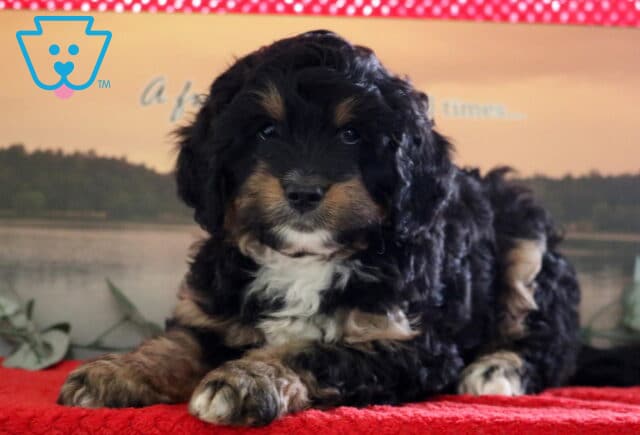 Prince Mini Bernedoodle image