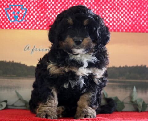 Prince Mini Bernedoodle2