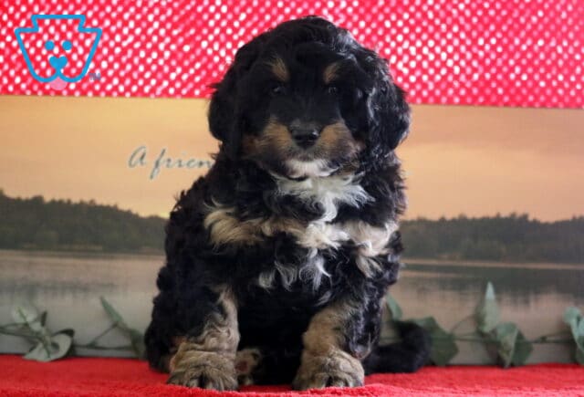 Prince Mini Bernedoodle2 image
