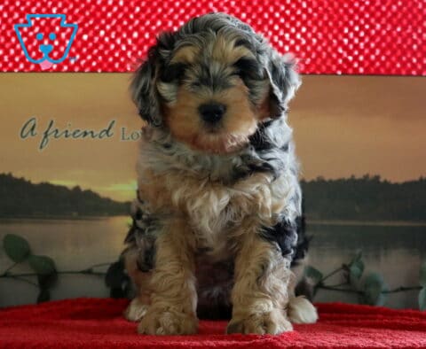 Princess Mini Bernedoodle