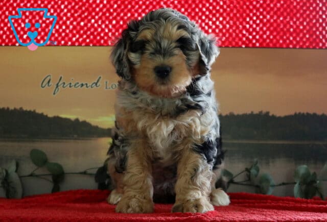 Princess Mini Bernedoodle image
