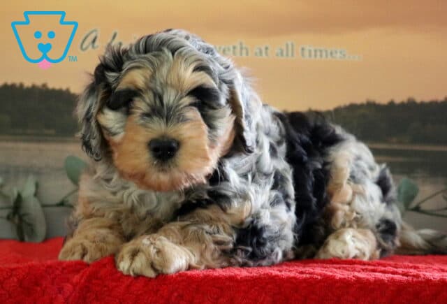 Princess Mini Bernedoodle2 image