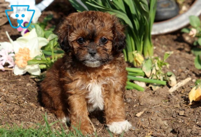 Princess Shihpoo image