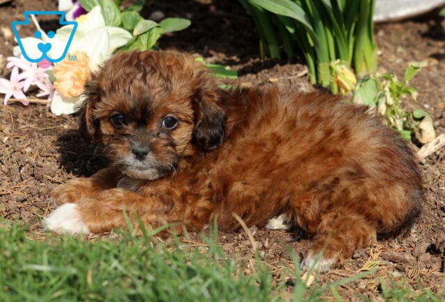 Princess Shihpoo2 image