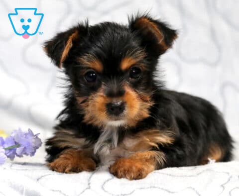Pudge Yorkie