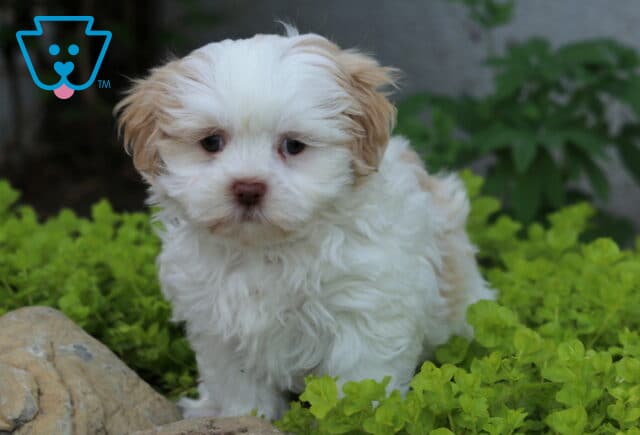 Pupcake Mal-Shi image