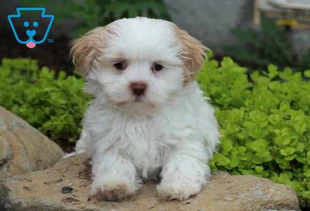 Pupcake Mal-Shi2 image