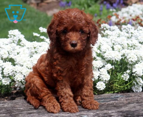 Curly red Cavapoo puppy sitting on a rustic wooden ledge, surrounded by blooming white flowers in a peaceful garden setting