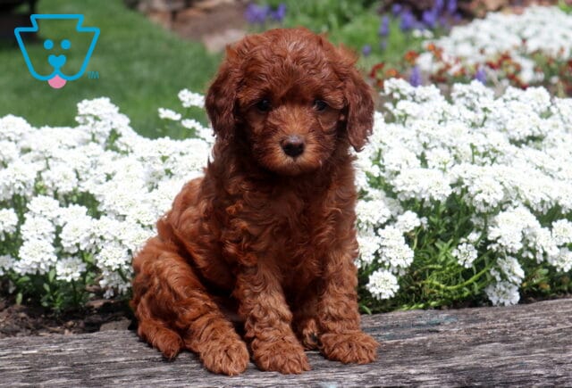 Purdy Cavapoo image