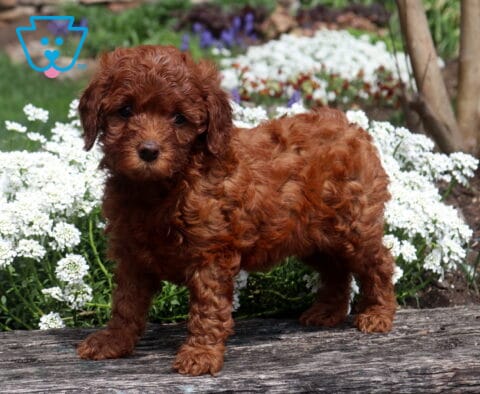 Purdy Cavapoo2