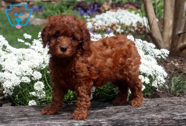 Purdy Cavapoo2 image