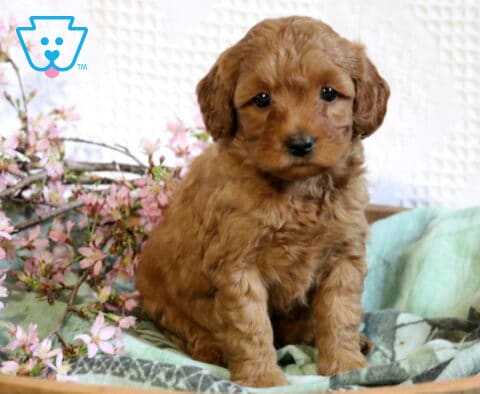 Racco Cavapoo