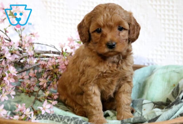 Racco Cavapoo image