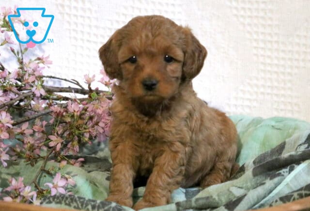 Racco Cavapoo2 image