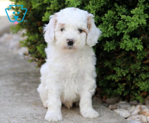 Fluffy white Cockapoo puppy sitting beside a green shrub on a stone walkway, looking gentle and sweet outdoors