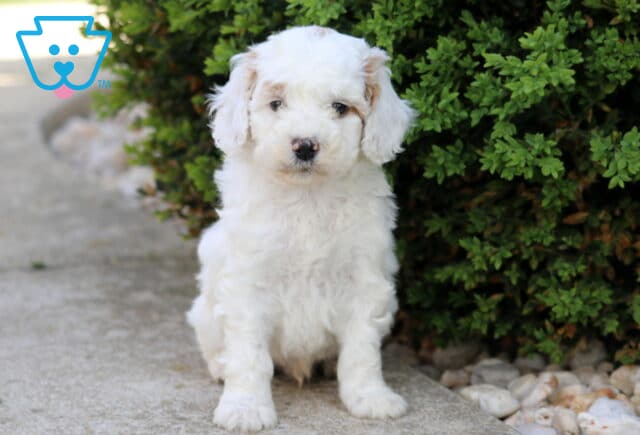 Fluffy white Cockapoo puppy sitting beside a green shrub on a stone walkway, looking gentle and sweet outdoors image