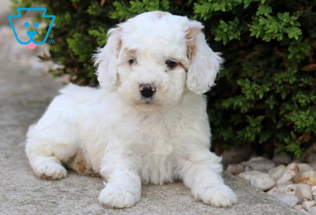 Creamy white Cockapoo puppy lying on a stone path next to leafy greenery, gazing softly with a calm and cuddly expression image