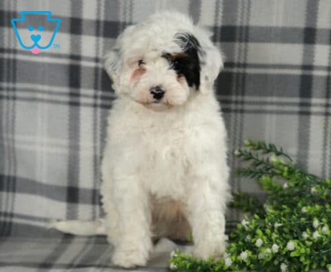 Racco Mini Berneododle