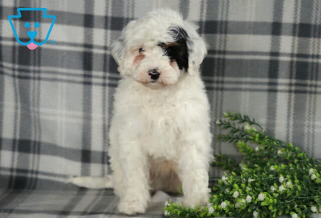 Racco Mini Berneododle image