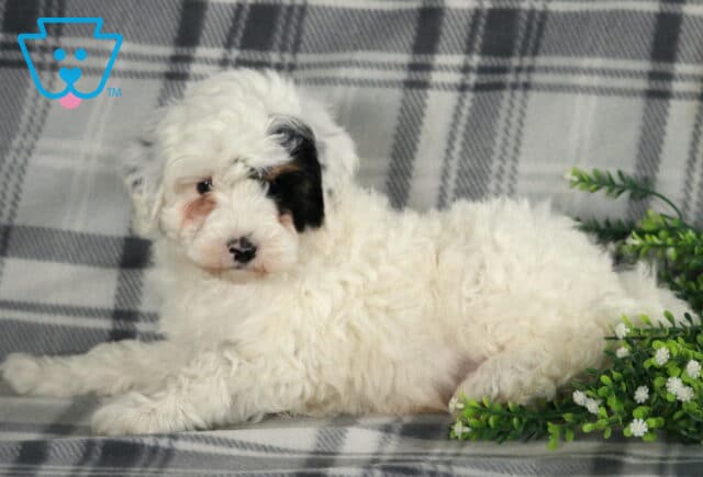 Racco Mini Berneododle2 image