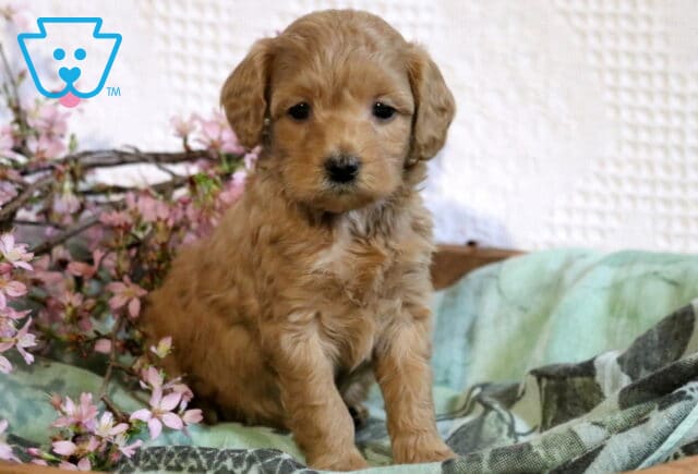 Sweet Cavapoo puppy with a soft, fluffy apricot coat and gentle, curious eyes, sitting calmly on a cozy blanket beside delicate pink blossoms, creating a warm and inviting portrait image