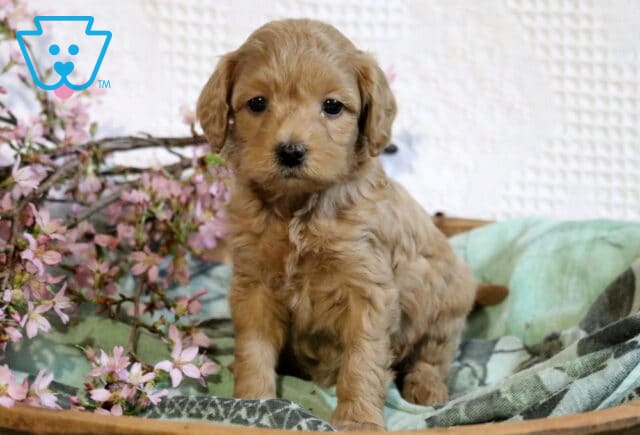 Adorable Cavapoo puppy with a soft, wavy apricot coat and sweet, soulful eyes, sitting gently on a cozy blanket beside delicate pink blossoms, creating a warm and heartwarming springtime portrait image