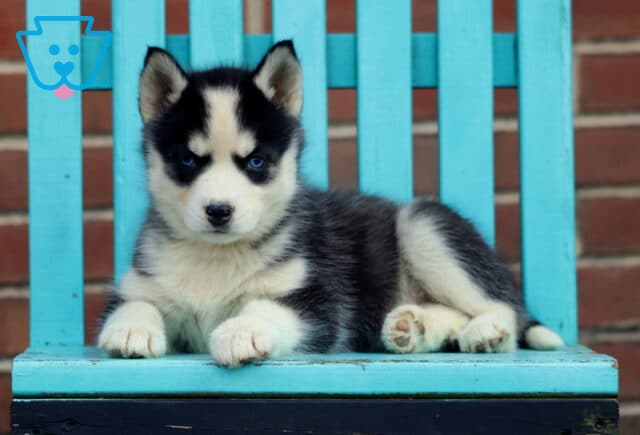 Rainbow Husky2 image