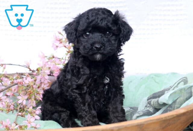 Ranger Cavapoo image