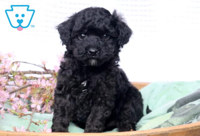 Ranger Cavapoo2 image