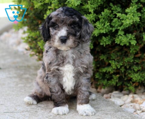 Merle Cockapoo puppy with a curly gray and white coat sitting on a stone walkway near a green shrub, looking soft and curious outdoors
